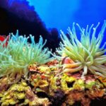 coral-garden