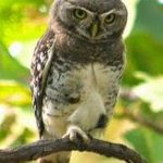 forest-owlet