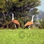 bustard