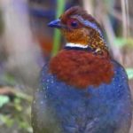 CHESTNUT-BREASTED