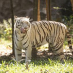 white-tiger