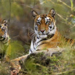 Bandhavgarh-National-Park