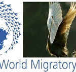 MIgratorybird1