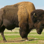 north-american-bison-photo