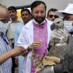 GypsVultureReintroductionProgrammelaunchedinHaryana