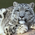 snow_leopard