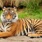 Bengal-Tigers