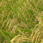 Rice-Cultivation-2