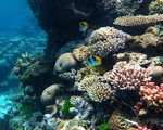 Great-barrier-reef_exampundit-current-affairs