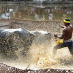 Kambala