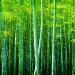 Beautiful bamboo forest, Soft green bamboo forest with young Bamboos.