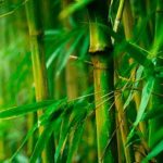 government-remove-bamboo-from-tree-categories