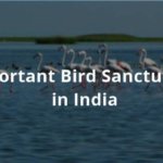 Important Bird Sanctuaries in India